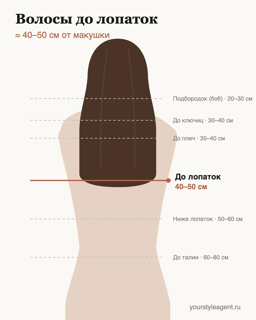 Схема длины: волосы до лопаток — 40–50 см от макушки, вид со спины