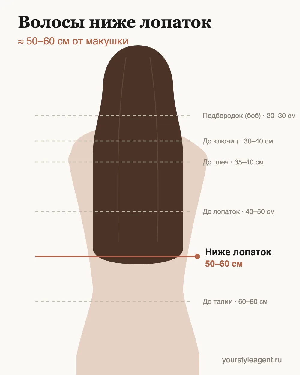 Схема длины: волосы ниже лопаток — 50–60 см от макушки